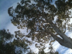 Looking up into a tree