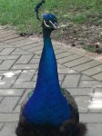 Peacock